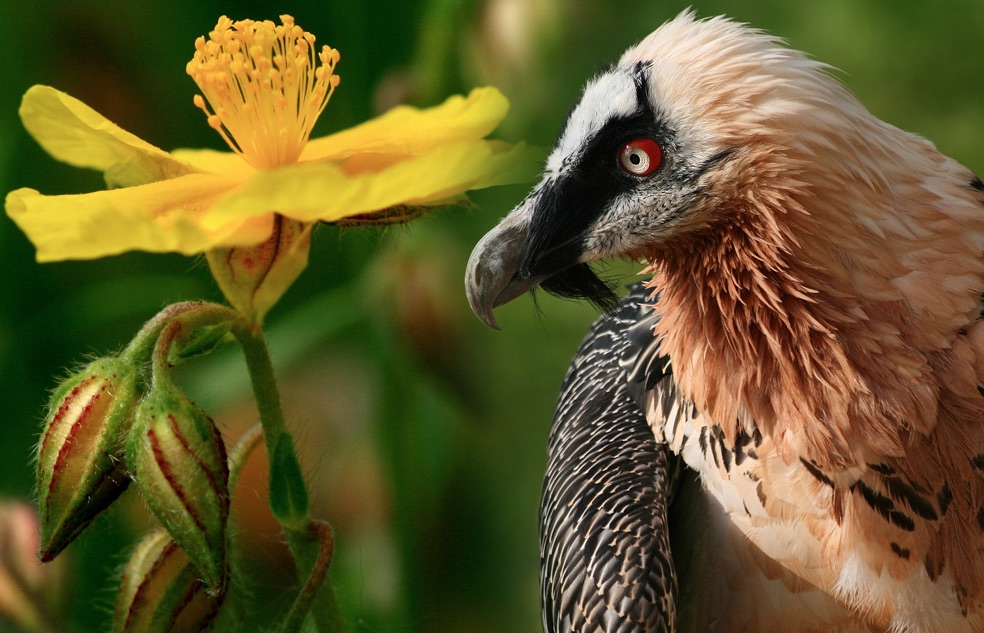  POTENTILLE DU DAUPHINÉ une des fleurs des Alpes & GYAPÈTE BARBU grand vautour (longueur 1,10 m à 1,50 m ; envergure jusqu'à près de 3 m, poids 5 à 7 kg). 