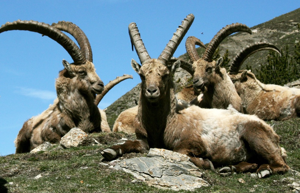  Bouquetin des Alpes : Quelle chance de pouvoir encore rencontrer ce bel animal. 