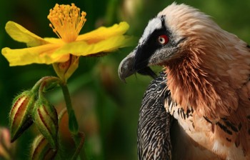  POTENTILLE DU DAUPHINÉ une des fleurs des Alpes & GYAPÈTE BARBU grand vautour (longueur 1,10 m à 1,50 m ; envergure jusqu'à près de 3 m, poids 5 à 7 kg). 